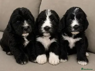 Bernedoodle dogs Rare Saint Bernadoodle puppies..Holiday cover inc. - Advert 1
