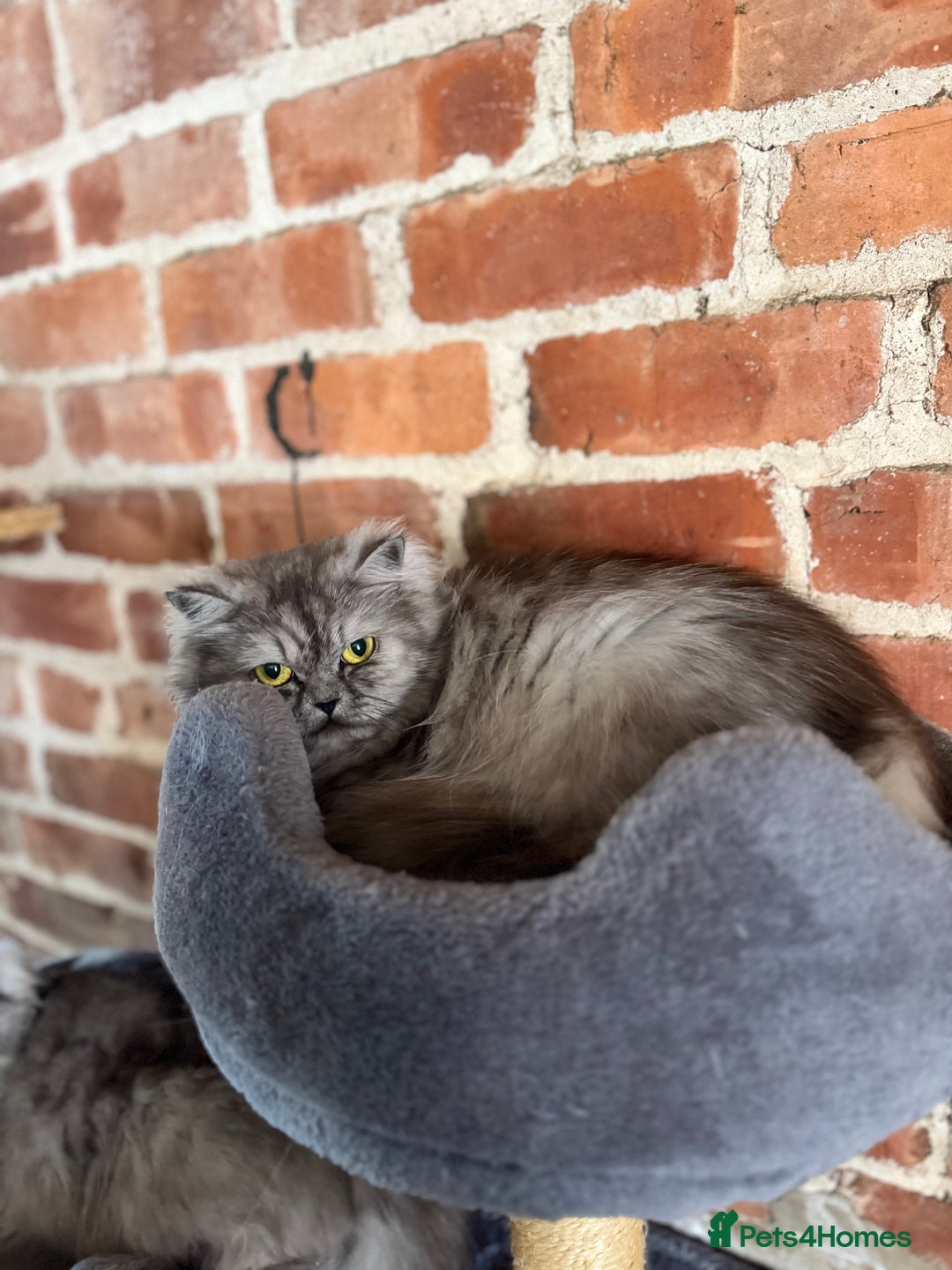 Persian cats for sale: Chinchilla Persians  - Advert 6