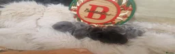 Mini Lop rabbits for sale: X4 mini lop babies - Advert 2