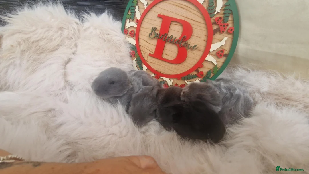 Mini Lop rabbits for sale: X4 mini lop babies - Advert 2