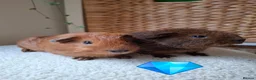 Guinea Pig rodents for sale: cali boar & teddy boar baby Guinea Pigs - Advert 6