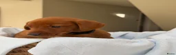 Labrador Retriever dogs for sale: Dark Fox Red Labrador Puppies – Exceptional Lines - Advert 29