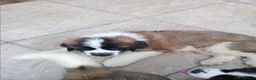 Saint Bernard dogs for sale: As of the 13th of August  just 2 girls available - Advert 4
