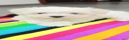 Maltese dogs for sale: Maltese - Advert 3