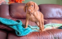 Hungarian Vizsla dogs for sale: Exceptional HWV Pups from Champion Working Lines - Image 5