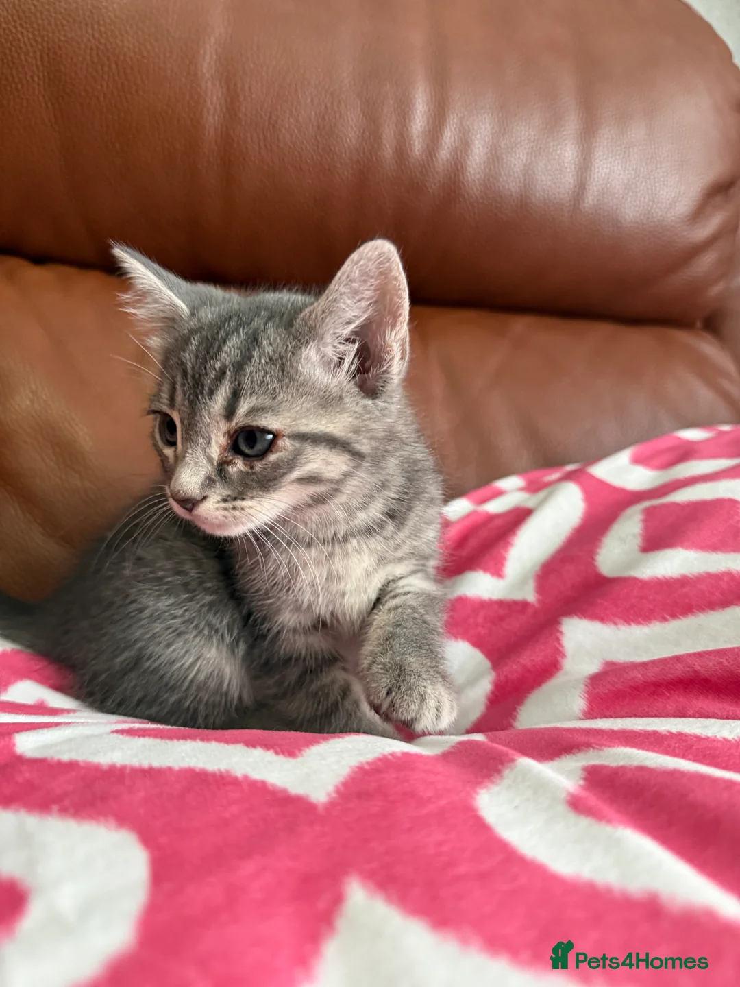 Mixed Breed cats for sale: Mixed Bengal and tabby cats  - Advert 18