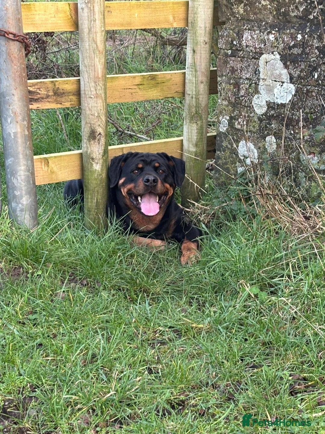 Rottweiler dogs for sale: Beautiful 4 year old Rottweiler  - Advert 3