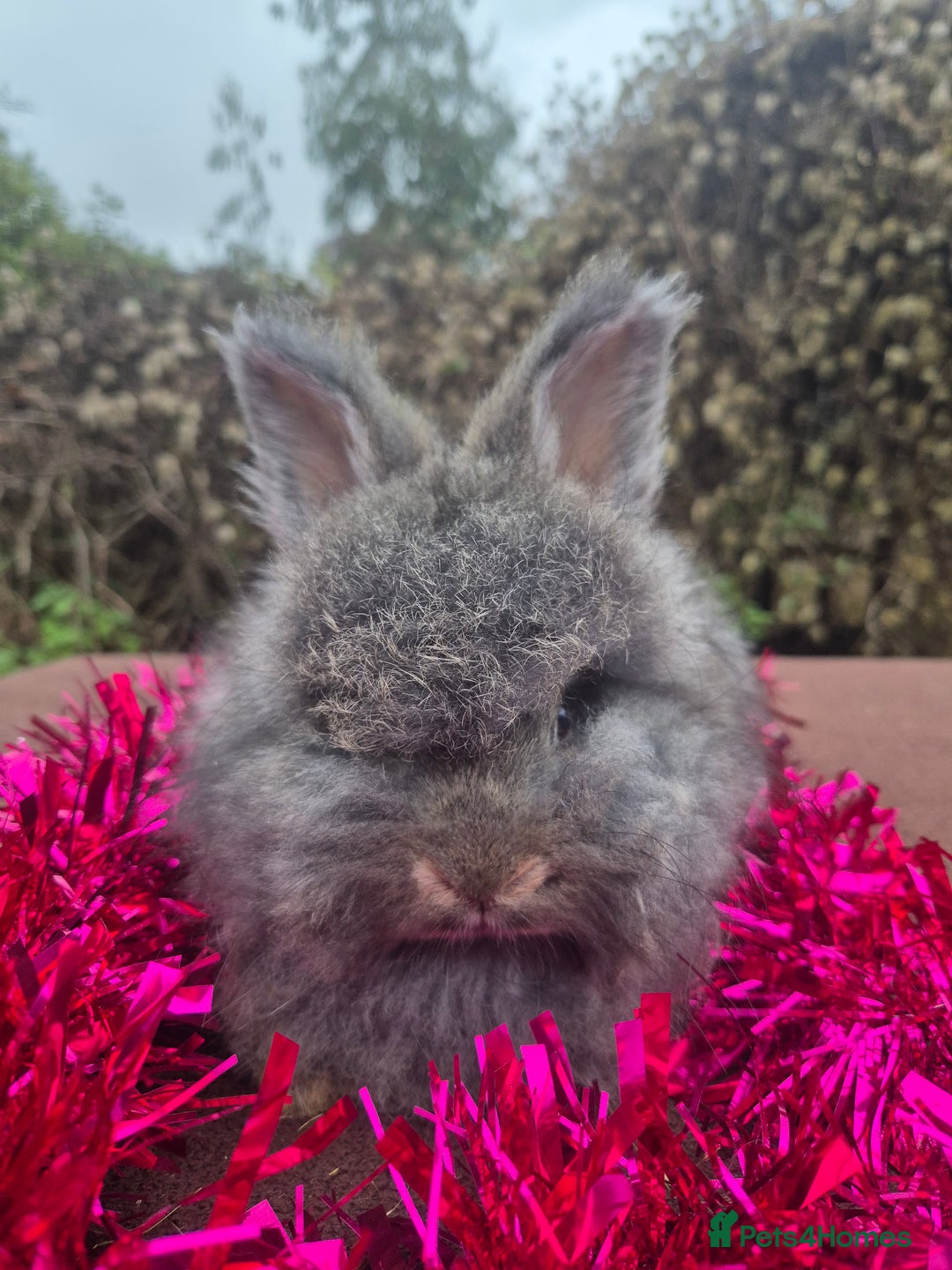 Angora rabbits for sale: 🧡 fulled faced imported parents 🇫🇷 bunnies 🧡 - Advert 27