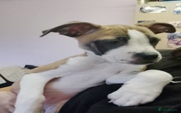 Mixed Breed dogs for sale: Staffy cross boxer bitch - Image 5