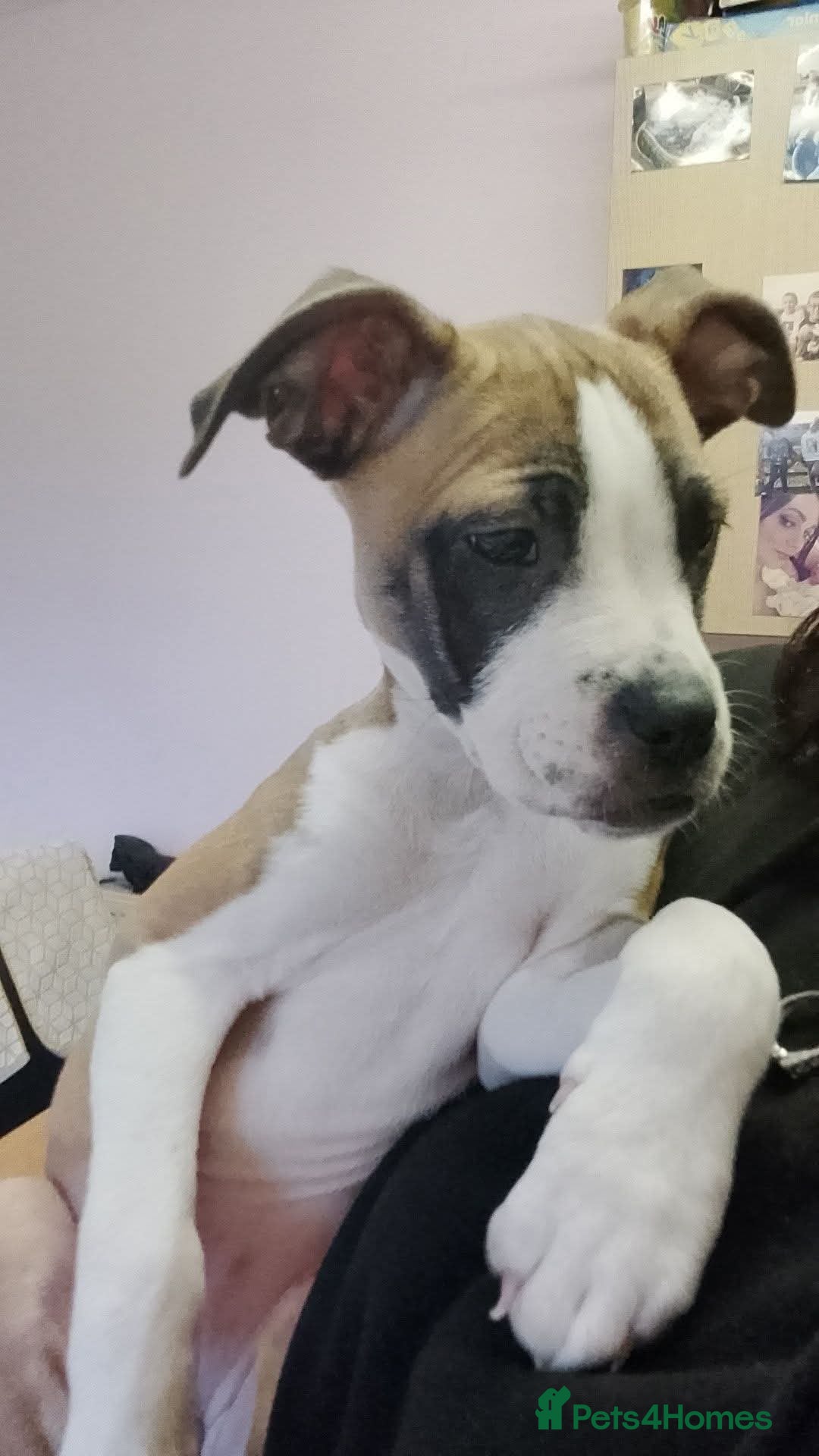 Mixed Breed dogs for sale: Staffy cross boxer bitch - Image 5