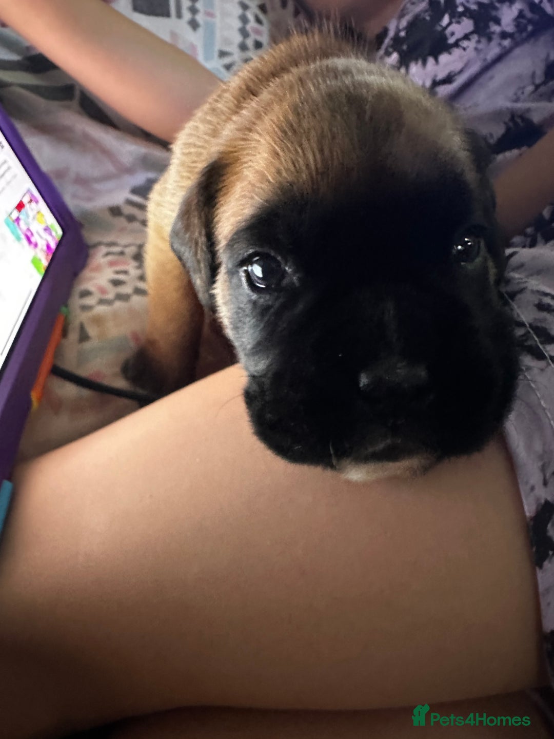 Boxer dogs for sale: Boxer Puppies KC registered  - Image 21