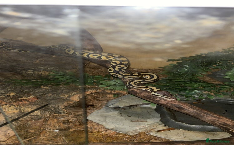 Python Snake reptiles - Advert 1
