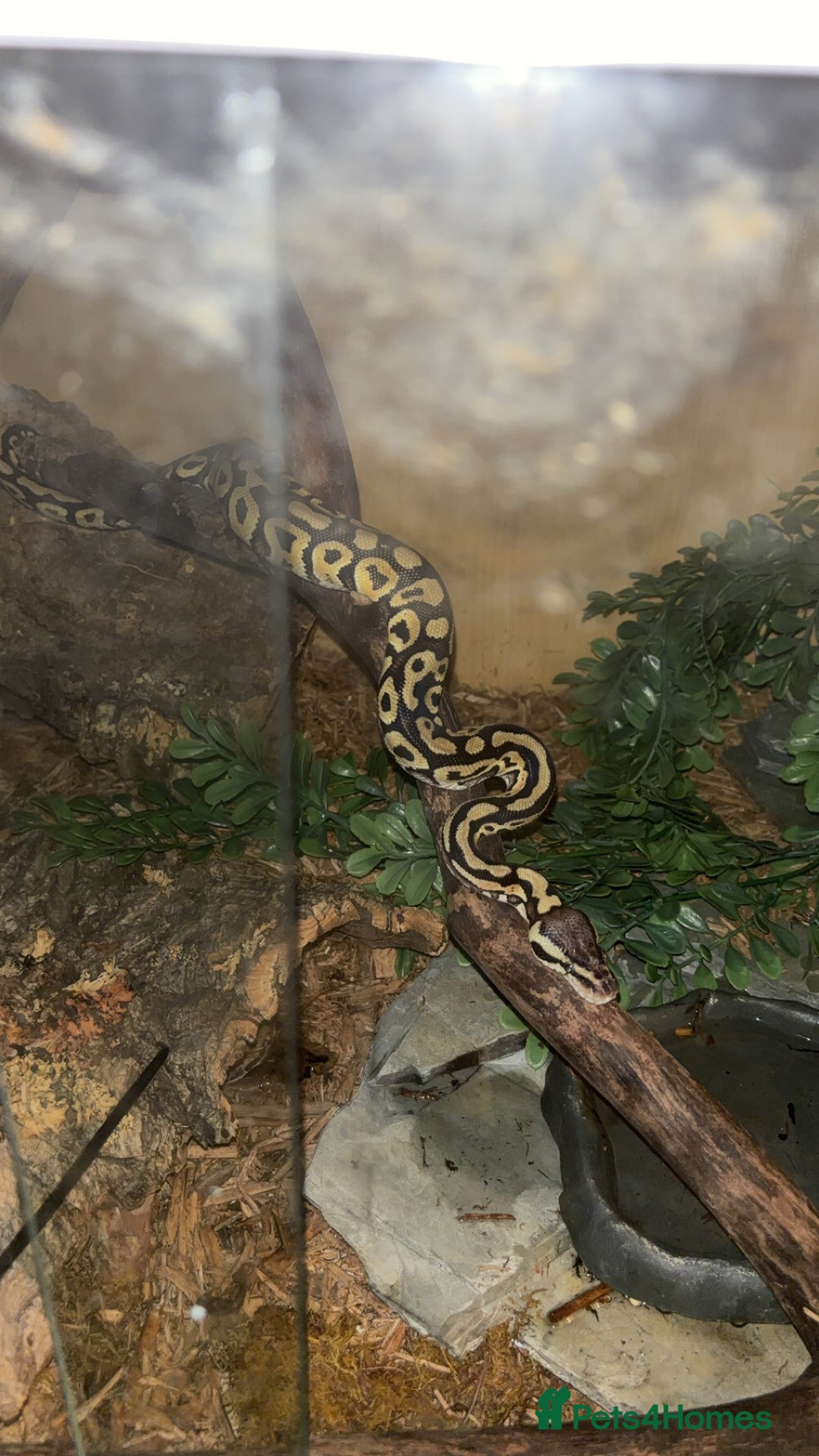 Python Snake reptiles for sale: Female Ball Python - Image 1