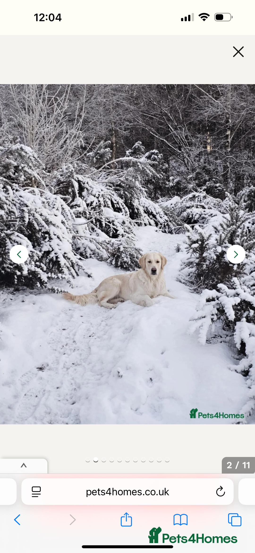 Golden Retriever dogs for sale: Golden retriever puppies - Image 11