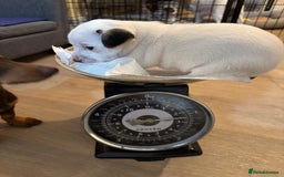Jack Russell dogs for sale: Beautiful, big and healthy jack Russell pups - Image 3