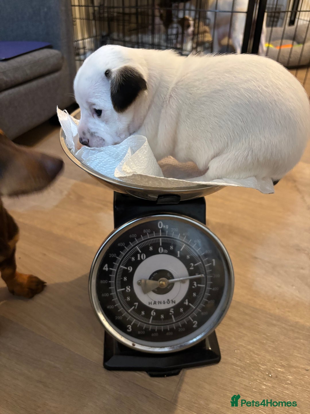 Jack Russell dogs for sale: Beautiful, big and healthy jack Russell pups - Image 3