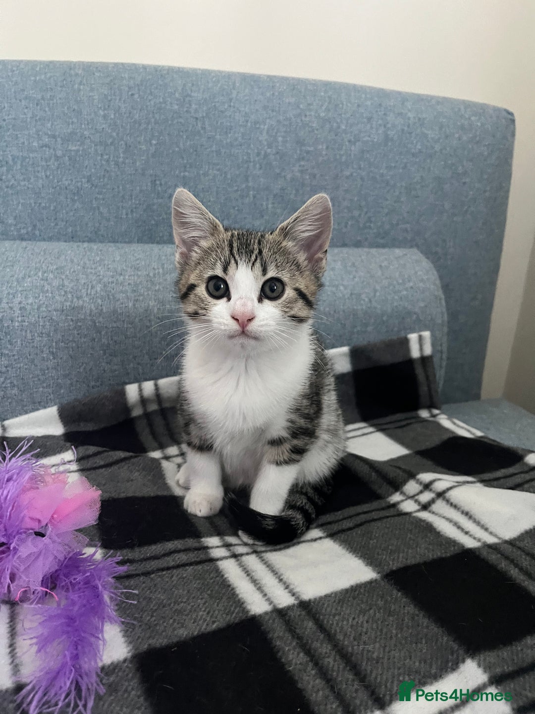 Bengal cats for sale: Bengal x british shorthair female kitten - Advert 3