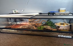 Leopard Gecko reptiles for sale: Leopard gecko and vivarium  - Image 2