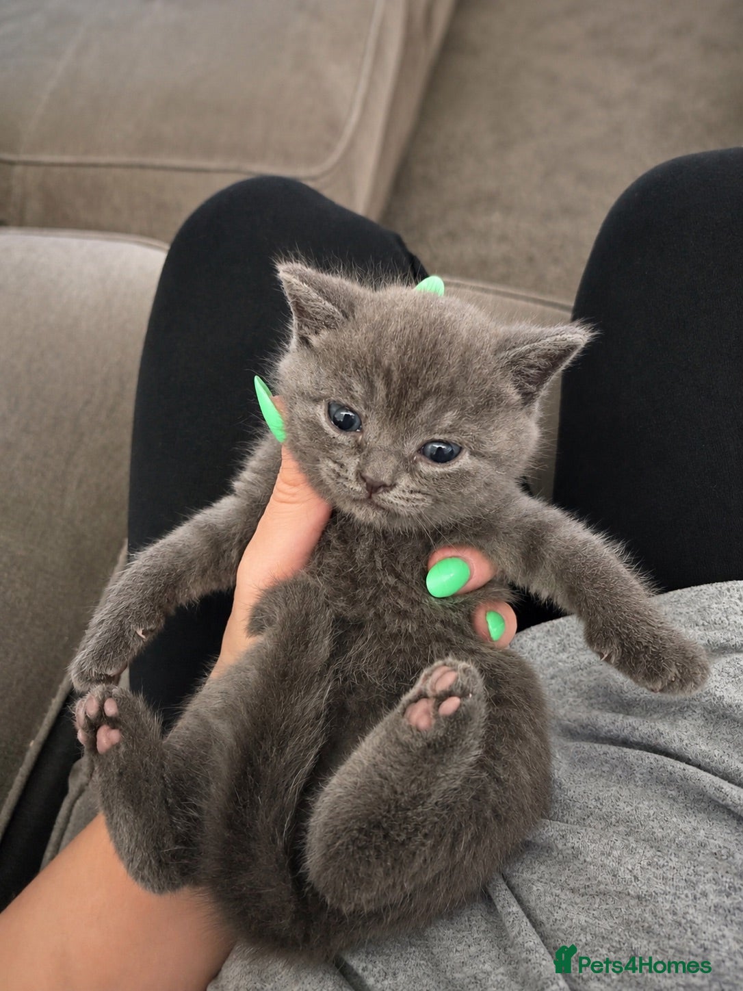 British Shorthair cats 🐾*READY NOW*Beautiful British Shorthair Kittens🐾 - Advert 2