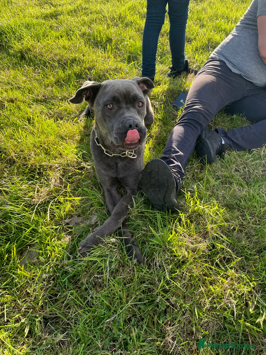 Cane Corso dogs for sale: Purebred Cane Corso Brindle Boy - Advert 2