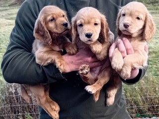 Cocker Spaniel dogs - Advert 8
