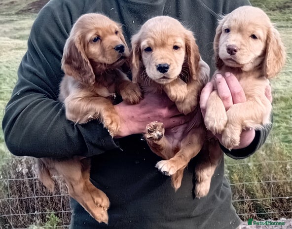 Cocker Spaniel dogs - Advert 7