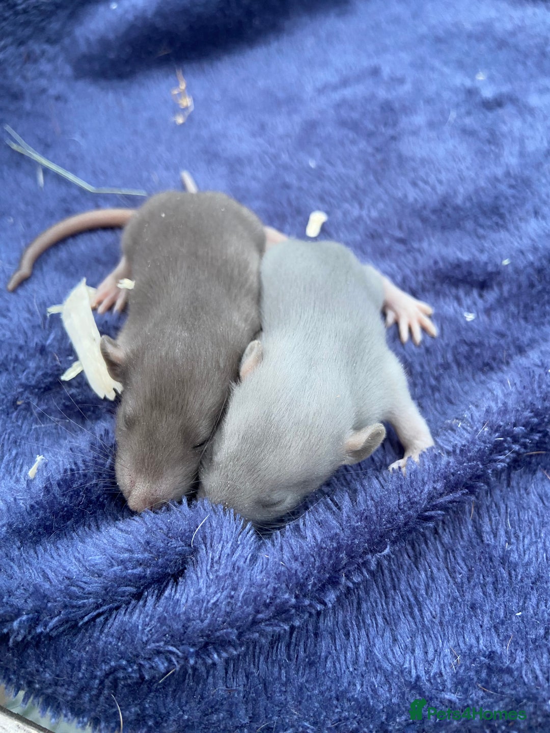 Rat rodents for sale: Baby Rats  - Image 7