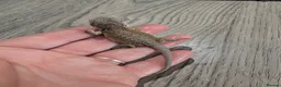 Bearded Dragon reptiles for sale: Baby bearded dragons  - Advert 7