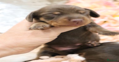 Miniature Dachshund dogs - Advert 1