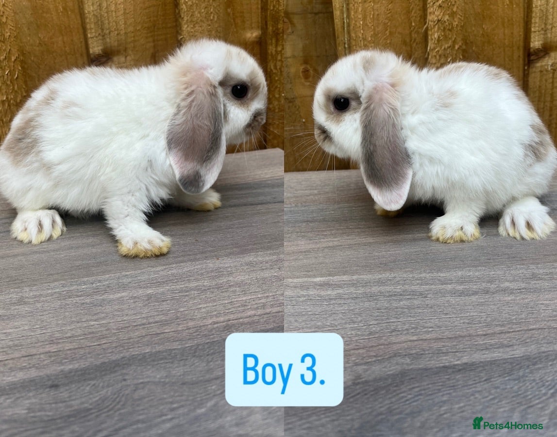 Mini Lop rabbits Litter of baby mini lops - Advert 12
