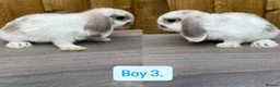Mini Lop rabbits for sale: Litter of baby mini lops - Advert 1