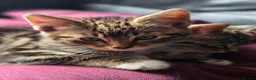 Mixed Breed cats for sale: Kittens ready NOW,  1 girl left - Advert 7