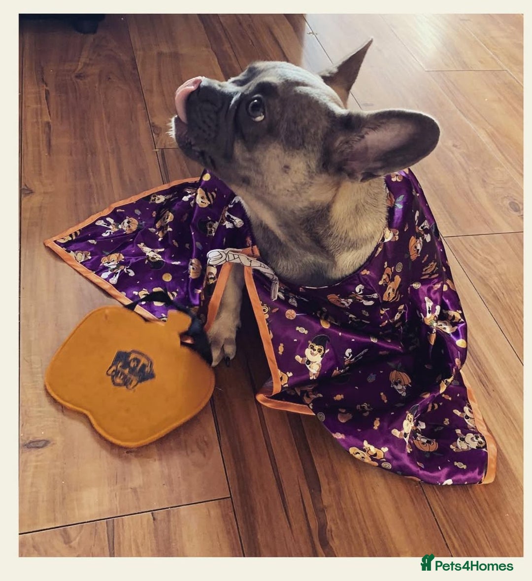 French Bulldog dogs for sale: Rehoming  - Advert 1