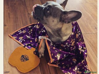 French Bulldog dogs Rehoming - Advert 3