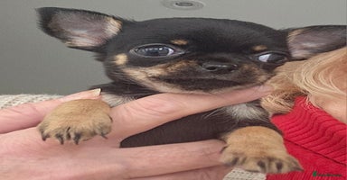 Chihuahua dogs Beautiful Tiny Blue Chihuahuas - Advert 10