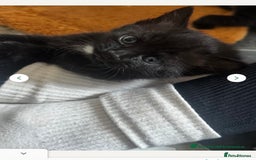 Mixed Breed cats for sale: One all black girl kitten left for her new home ❤️ - Image 2
