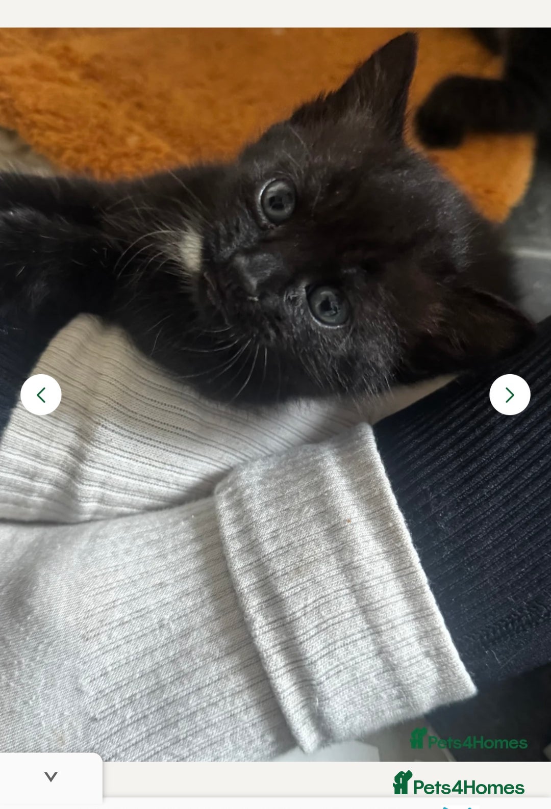 Mixed Breed cats for sale: One all black girl kitten left for her new home ❤️ - Image 2