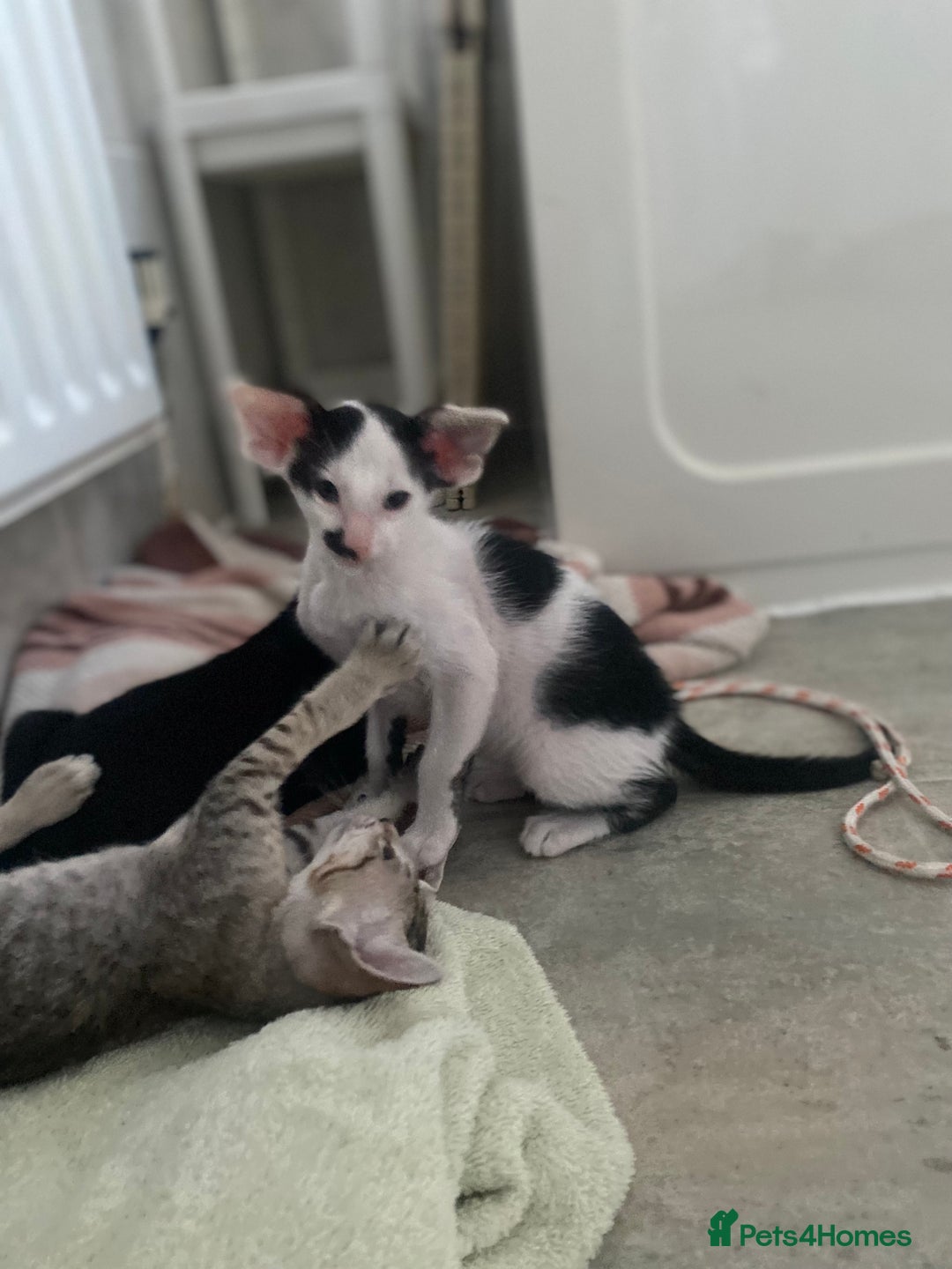 Oriental cats for sale: Beautiful Oriental Kittens for Sale - Advert 27