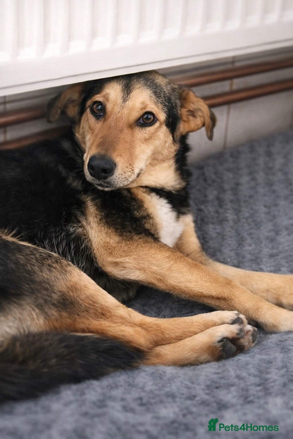 Mixed Breed dogs LARISA - a gentle&beautiful girl for a Loving Home - Advert 6