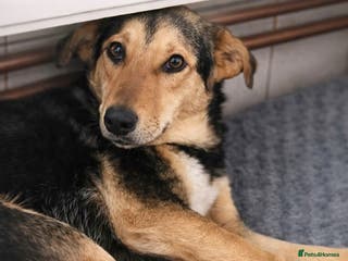 Mixed Breed dogs LARISA - a gentle&beautiful girl for a Loving Home - Advert 11