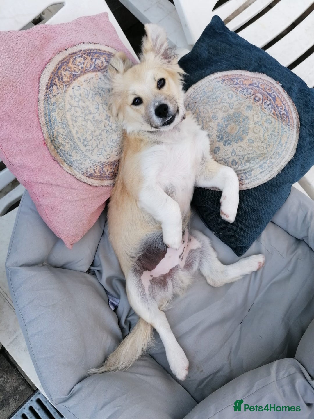 Mixed Breed dogs for adoption: Bobby, a superb little puppy boy for a Loving Home - Image 7