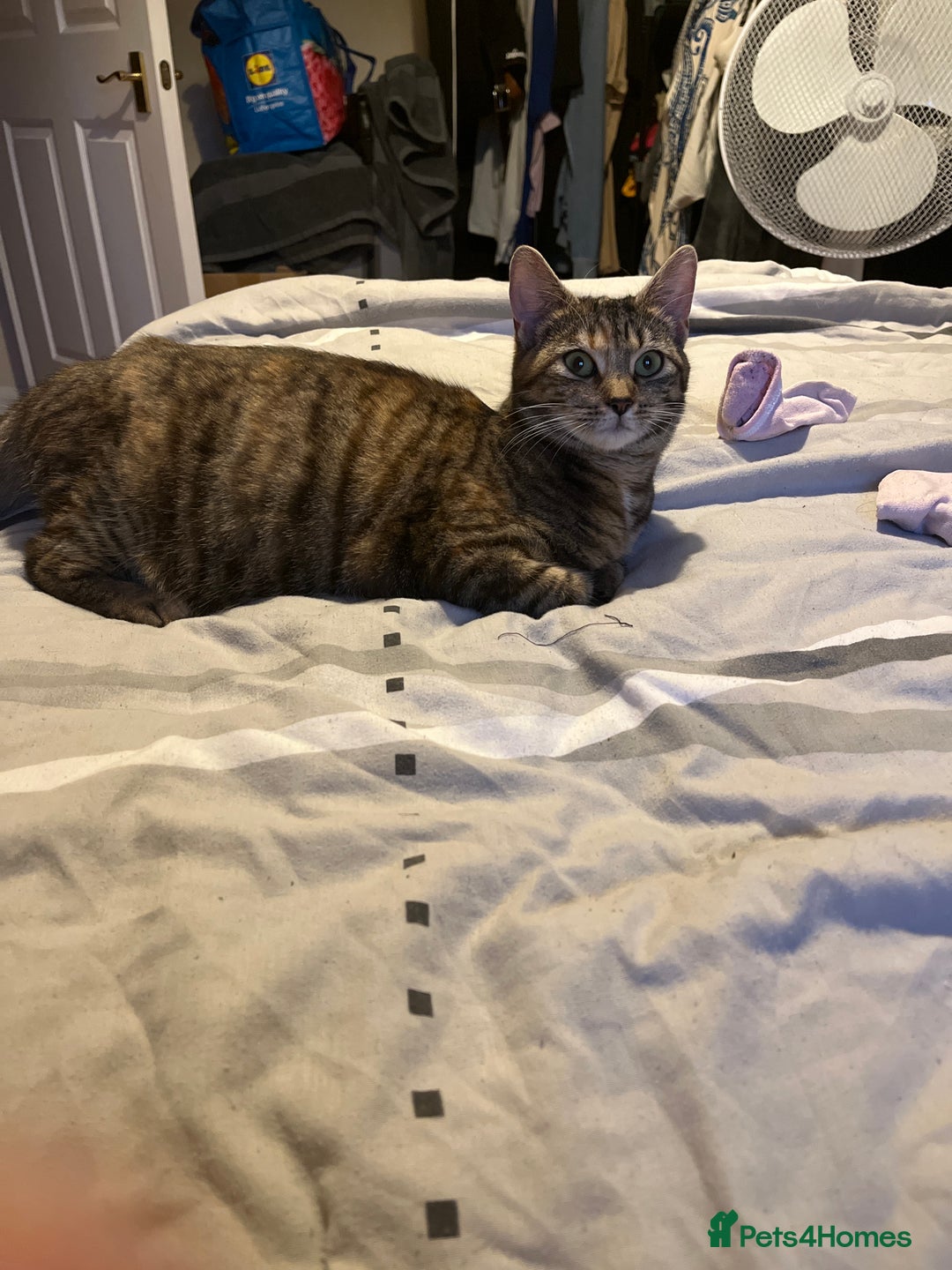 Mixed Breed cats for sale: 🌸 Meet Nala – ready soon for her forever home! 🌸 - Image 6