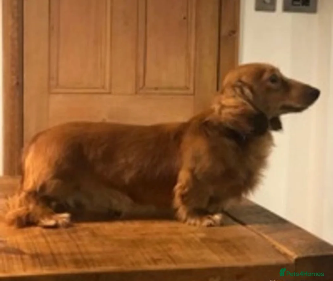 Dachshund dogs for stud: Beautiful Long Haired Miniature Dachshund in Liverpool - Advert 2
