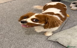 Cavalier King Charles Spaniel dogs for sale: Tilly  - Image 3