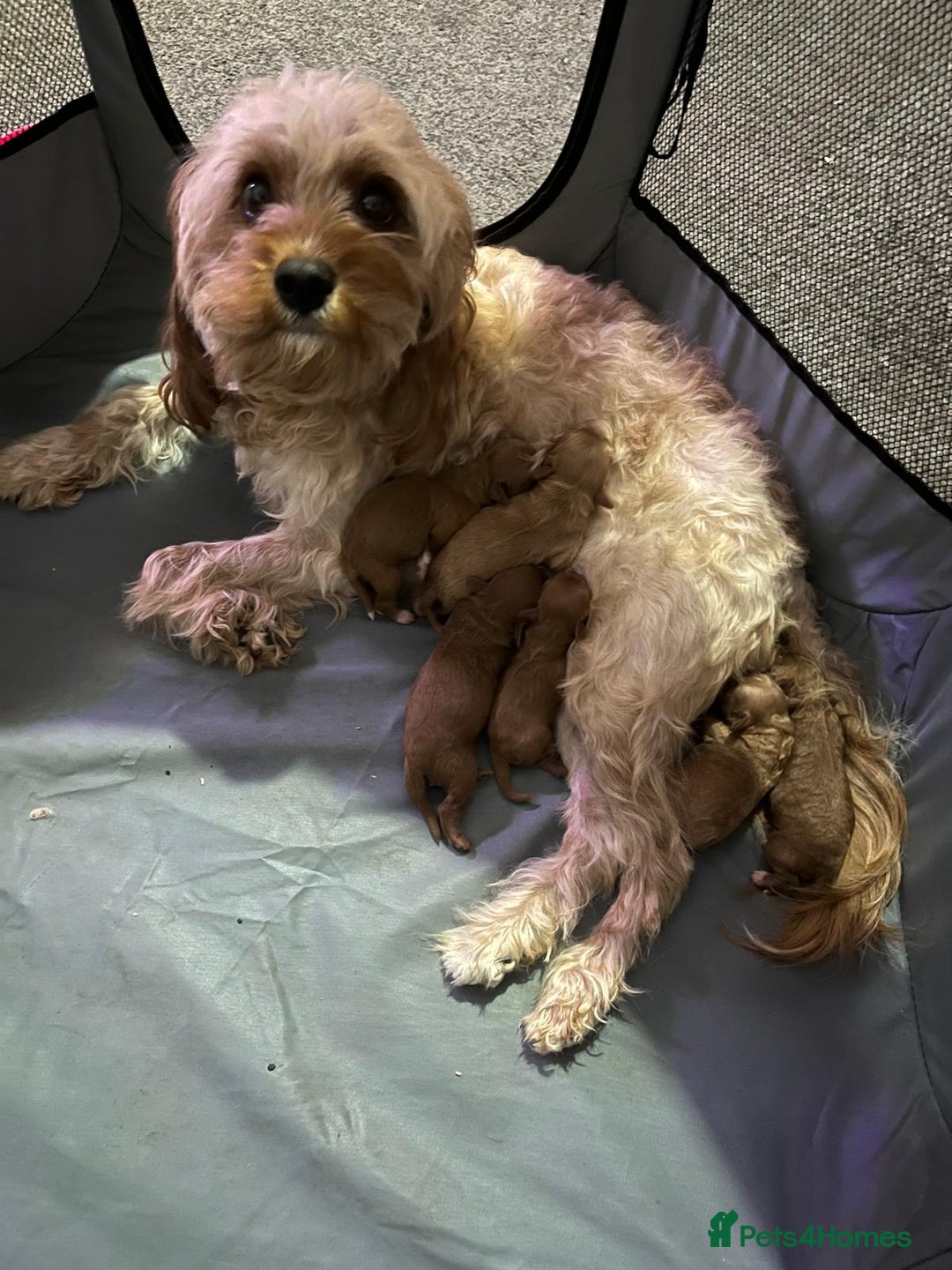 Cavapoo dogs for sale: Minature cavapoos - Advert 1