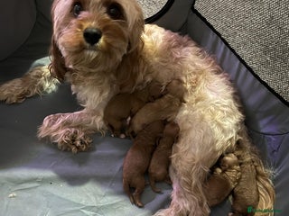 Cavapoo dogs Minature cavapop - Advert 1