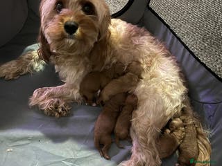 Cavapoo dogs Minature cavapoos - Advert 16