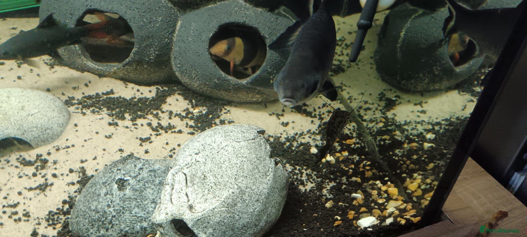 Other/Mixed Breed fish for sale: 5ft fish tank with fish - Image 21