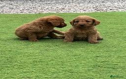 Labradoodle dogs for sale: Labradoodle  - Image 4