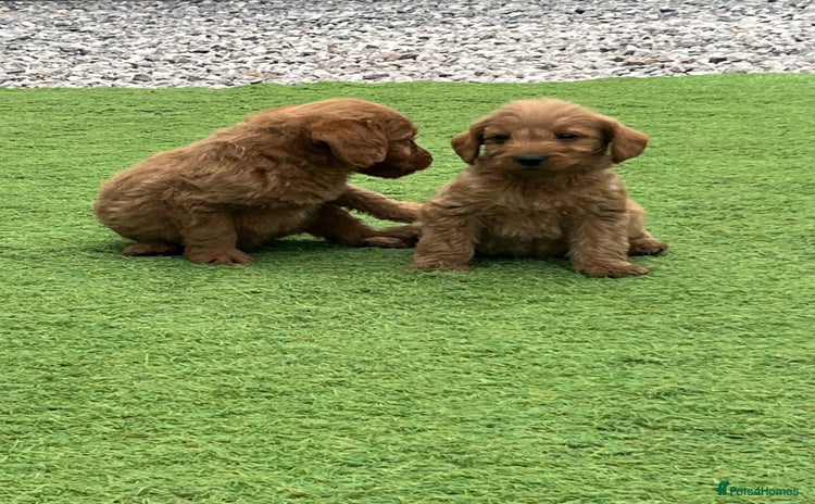 Labradoodle dogs - Advert 7